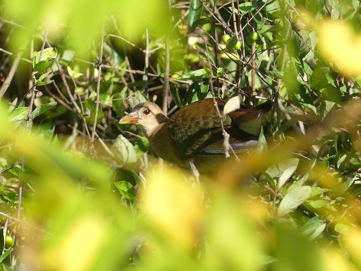 Purple Gallinule - ML642105725
