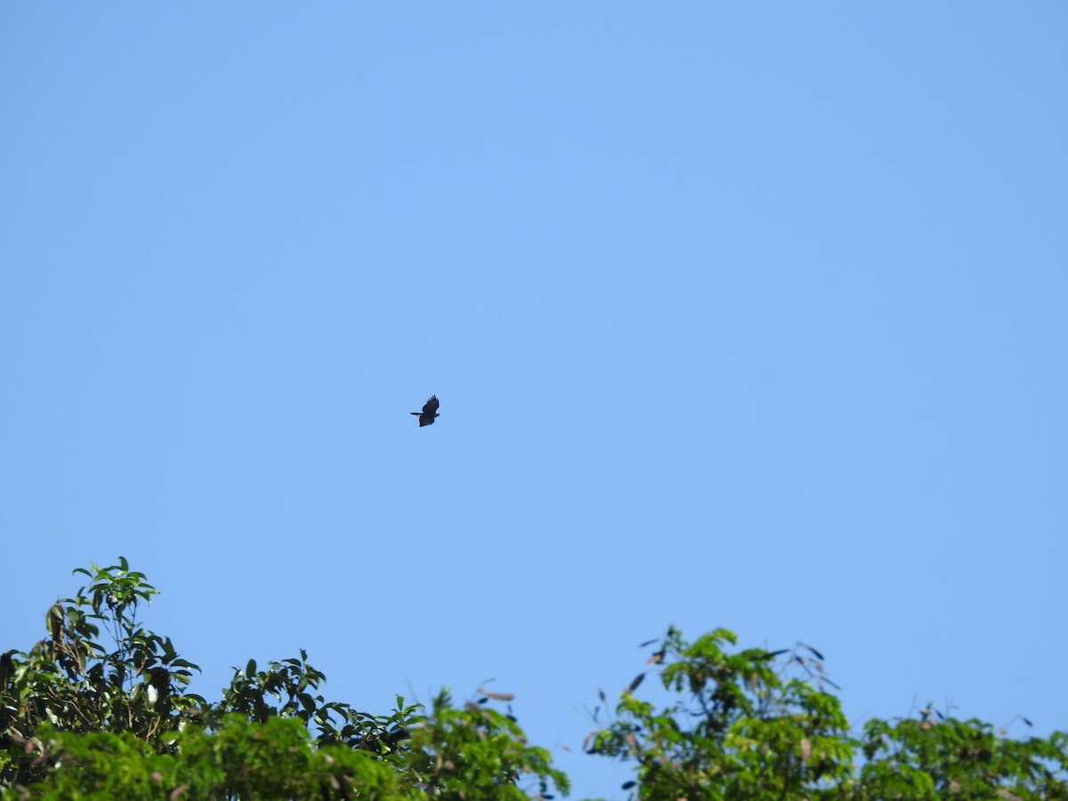 Changeable Hawk-Eagle - ML642105737