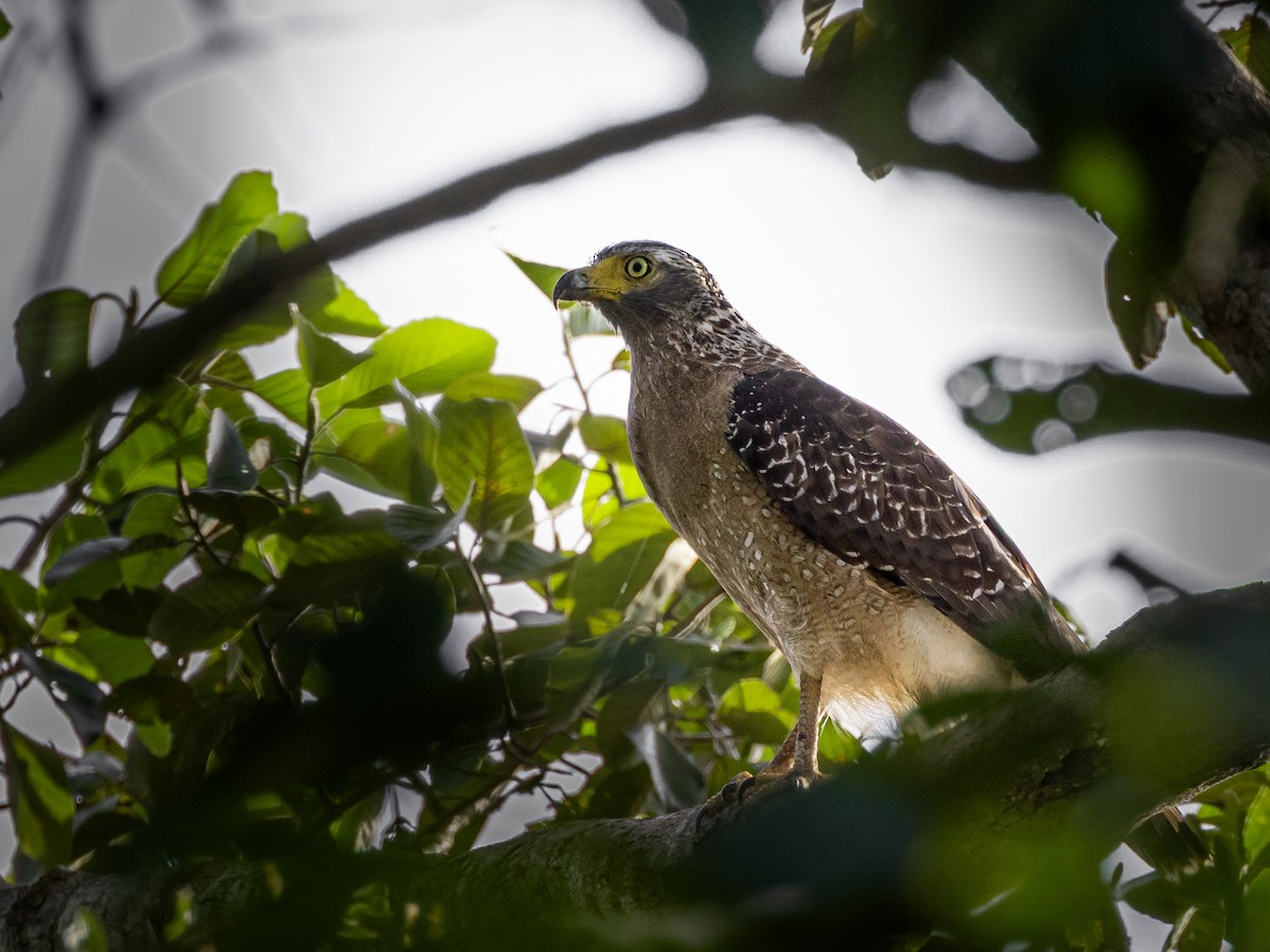 Crested Serpent-Eagle - ML642105752