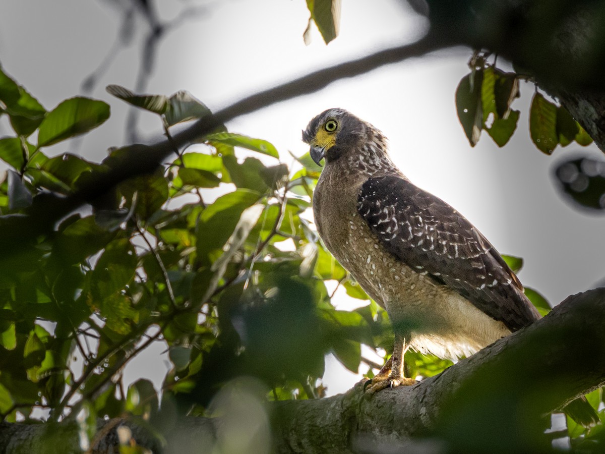 Crested Serpent-Eagle - ML642105754