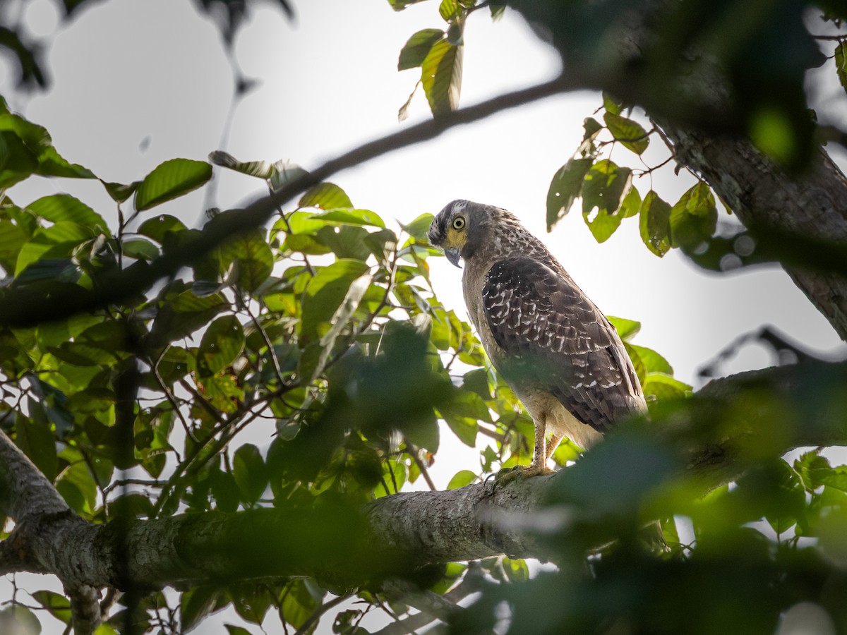 Crested Serpent-Eagle - ML642105755