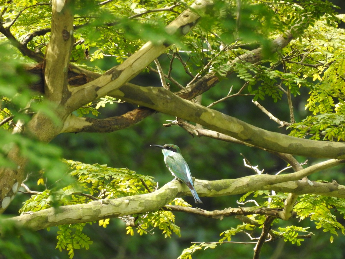 Blue-throated Bee-eater - ML642105758