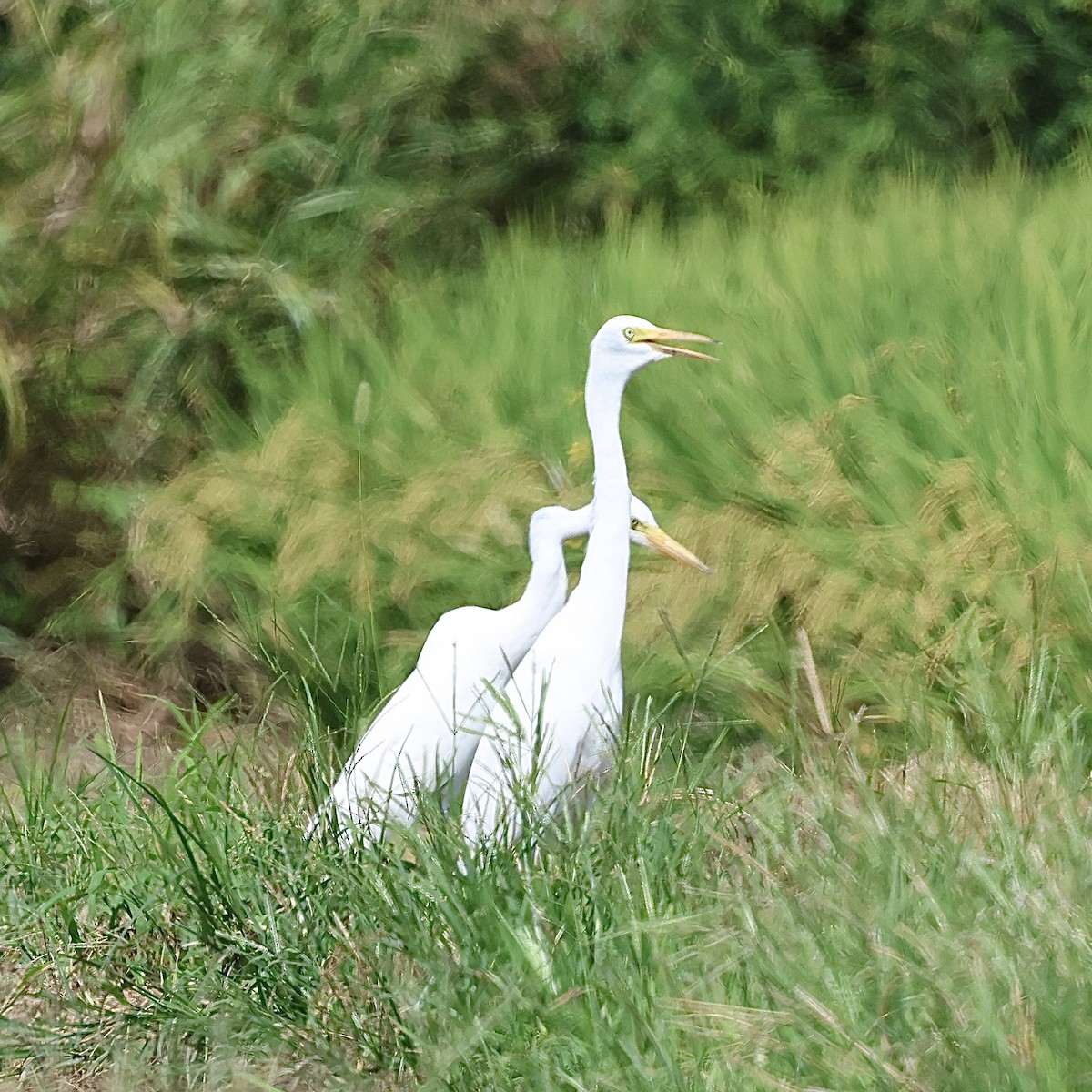 中白鷺 - ML642105759