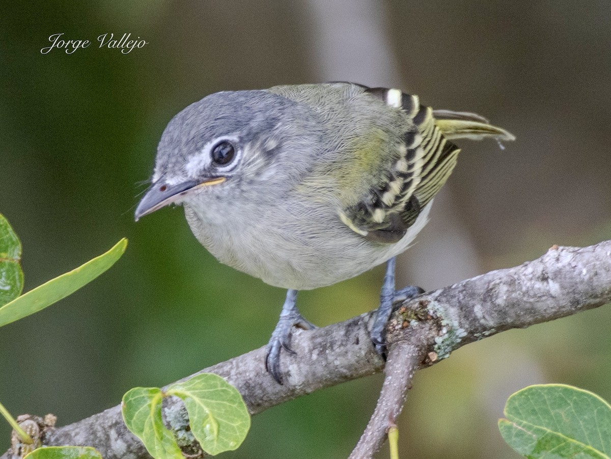 Slate-headed Tody-Flycatcher - ML642105760