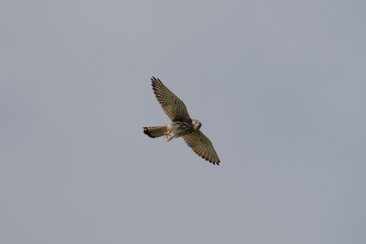 Turmfalke - ML642105764