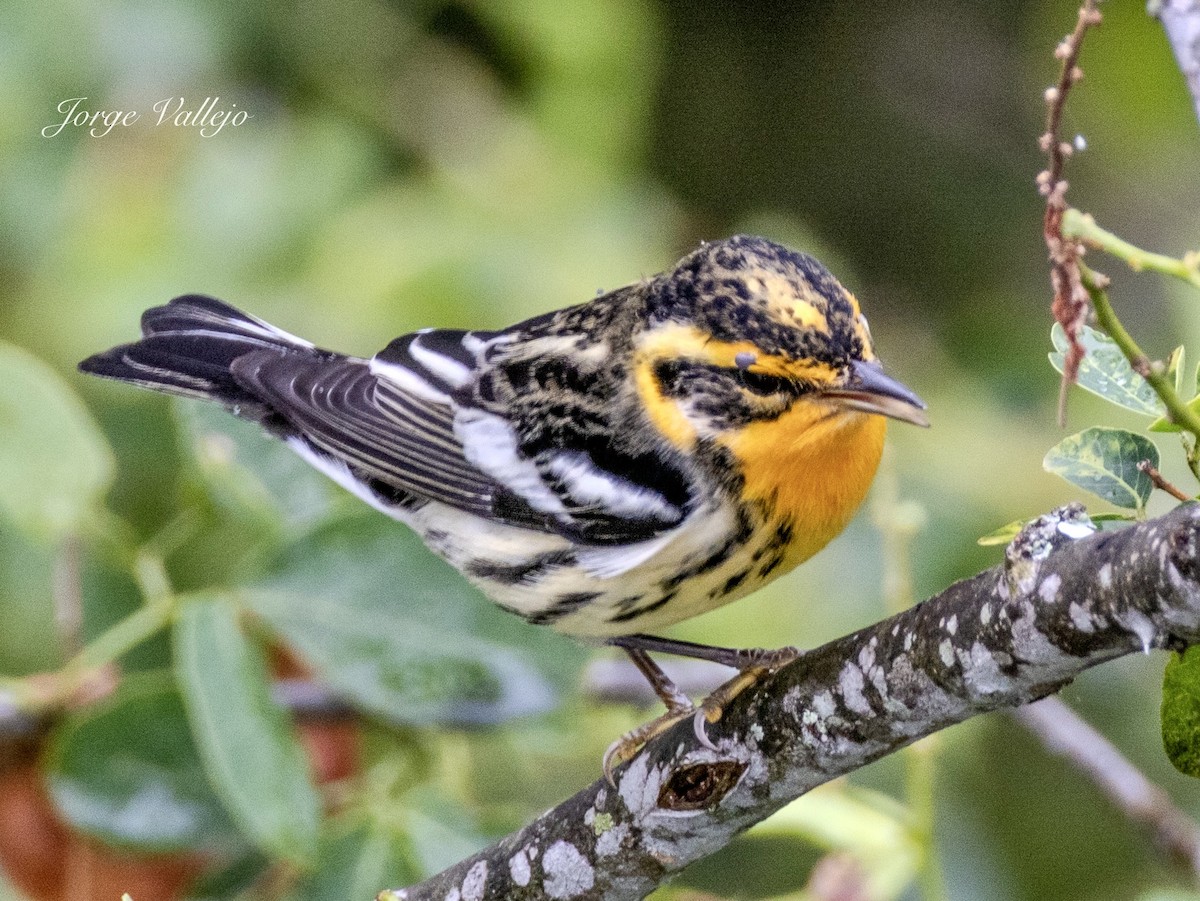 Blackburnian Warbler - ML642105772