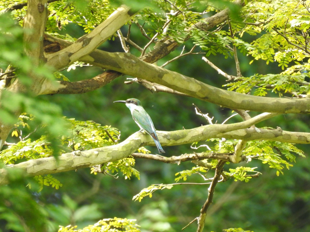 Blue-throated Bee-eater - ML642105776