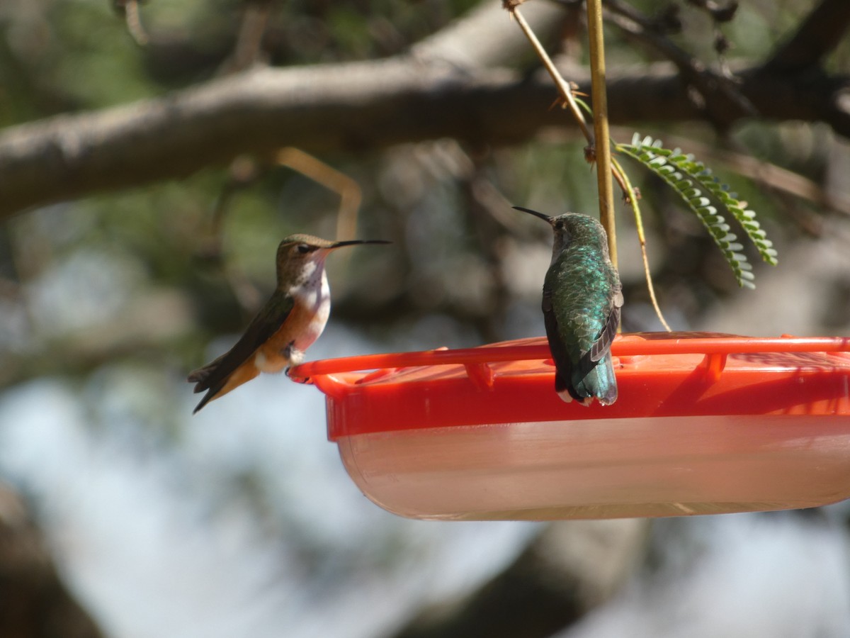 Rufous Hummingbird - ML642105786
