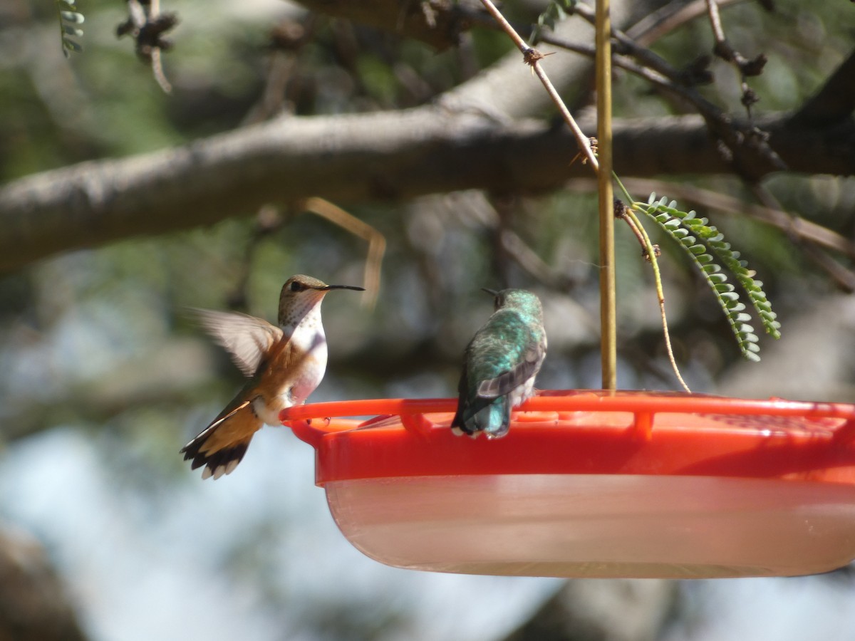 Rufous Hummingbird - ML642105787