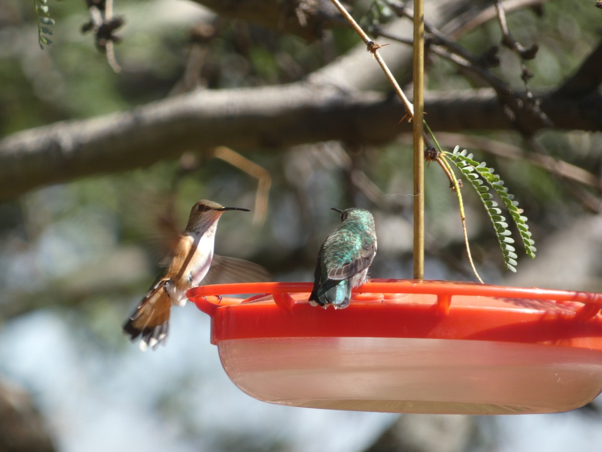 Rufous Hummingbird - ML642105788