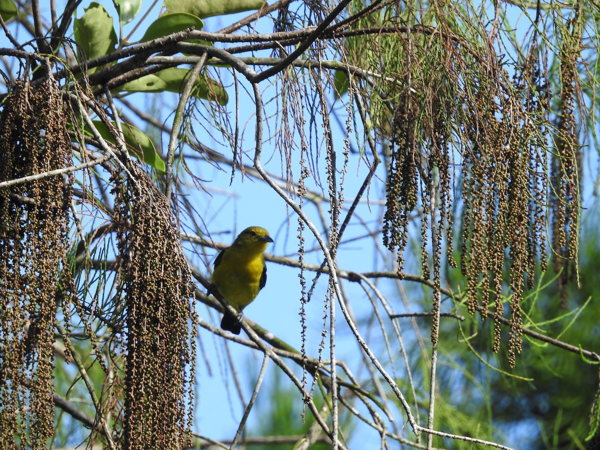Common Iora - ML642105792