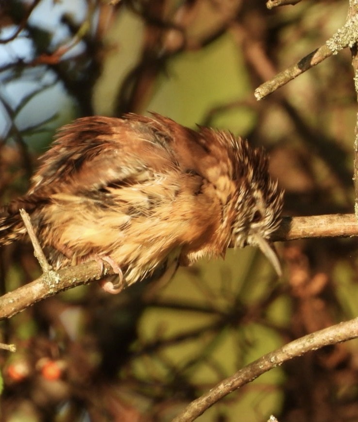 Carolina Wren - ML642105821