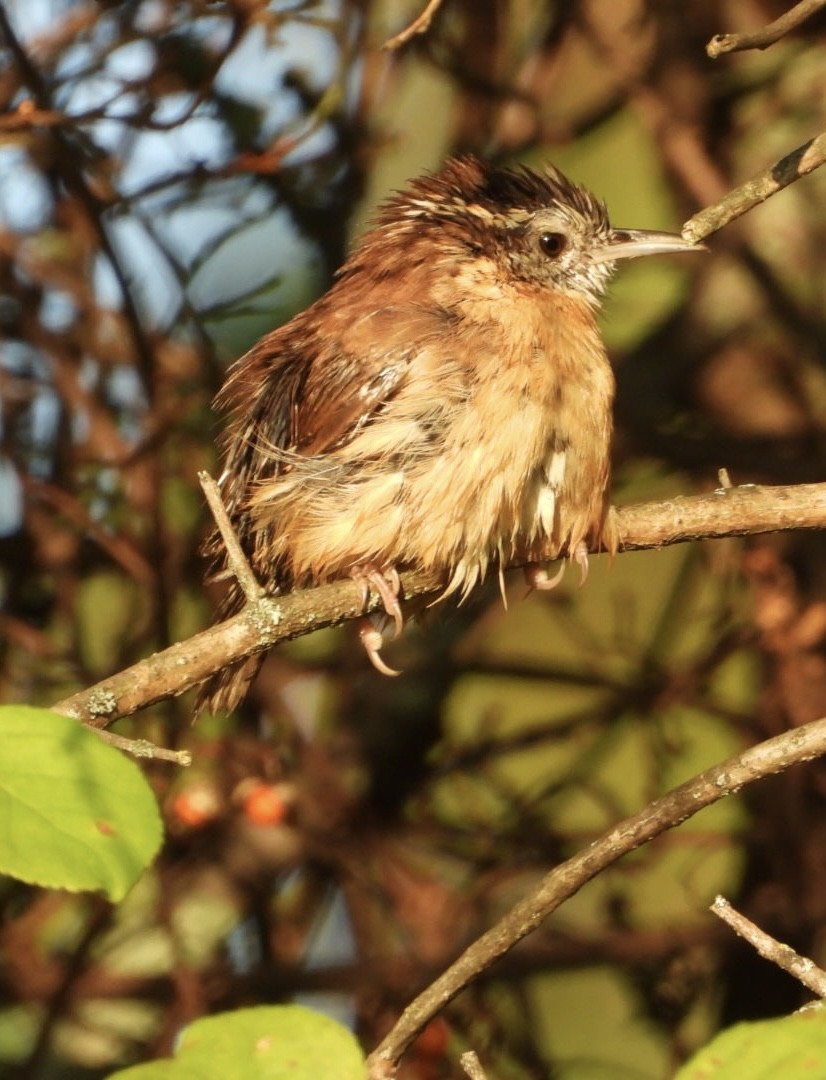 Carolina Wren - ML642105822