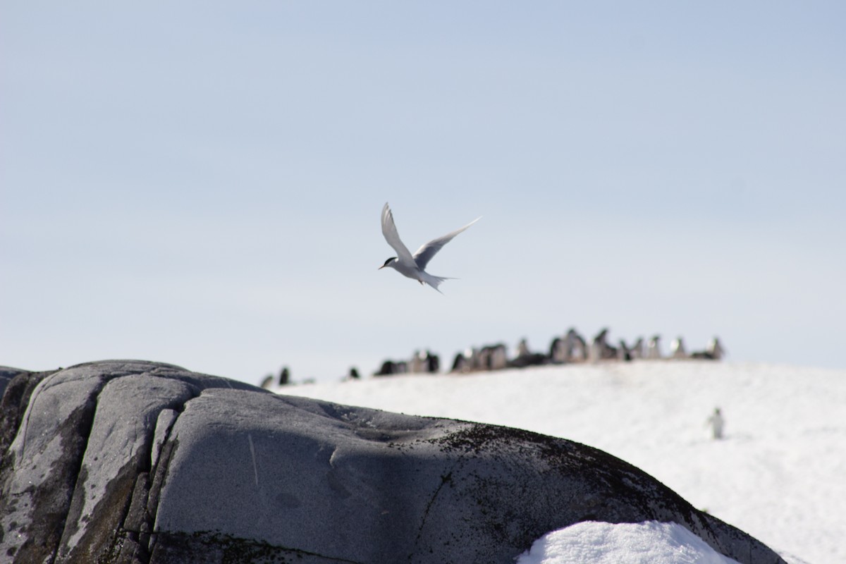 Antarctic Tern - ML642105824
