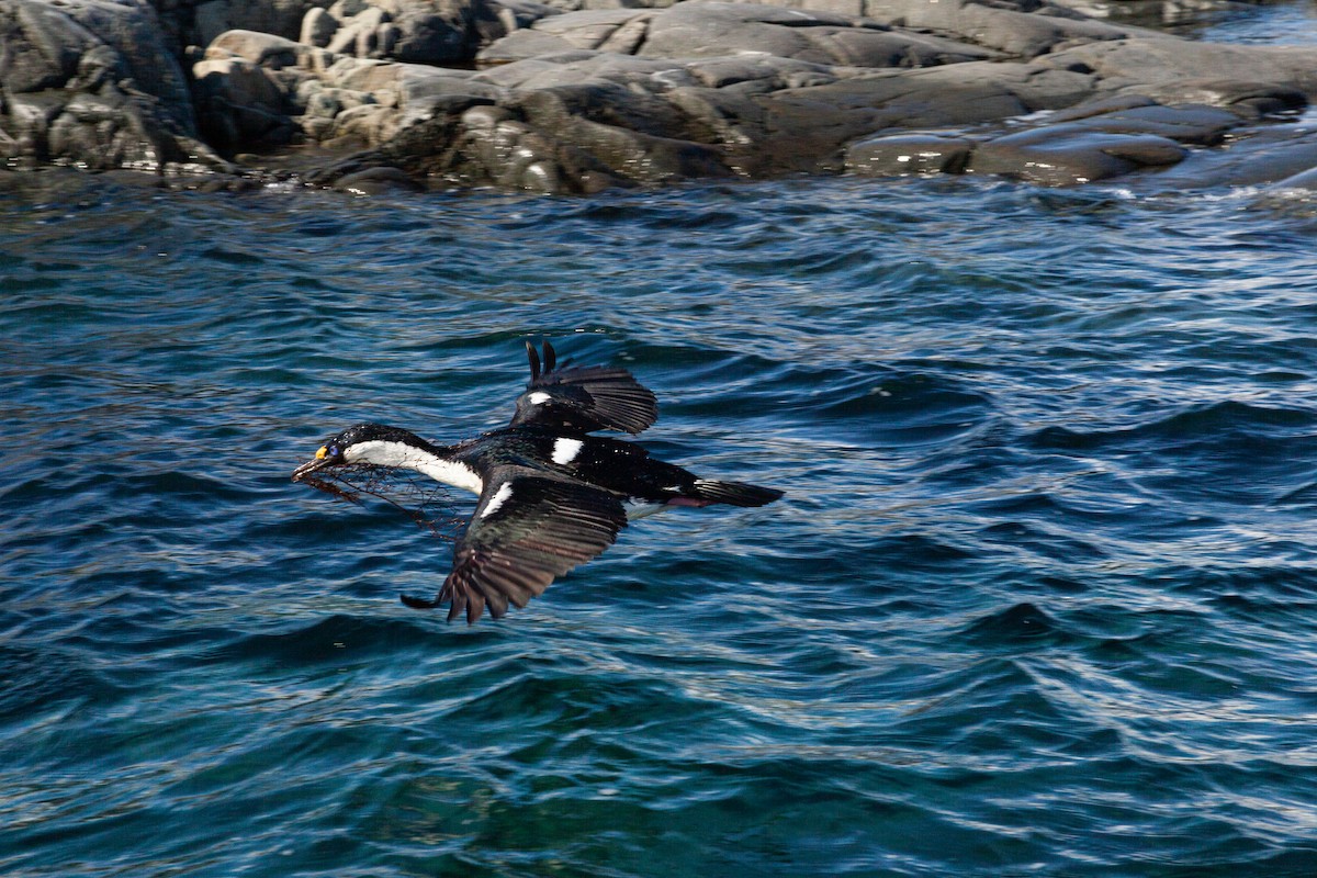 Imperial Cormorant (Antarctic) - ML642105829