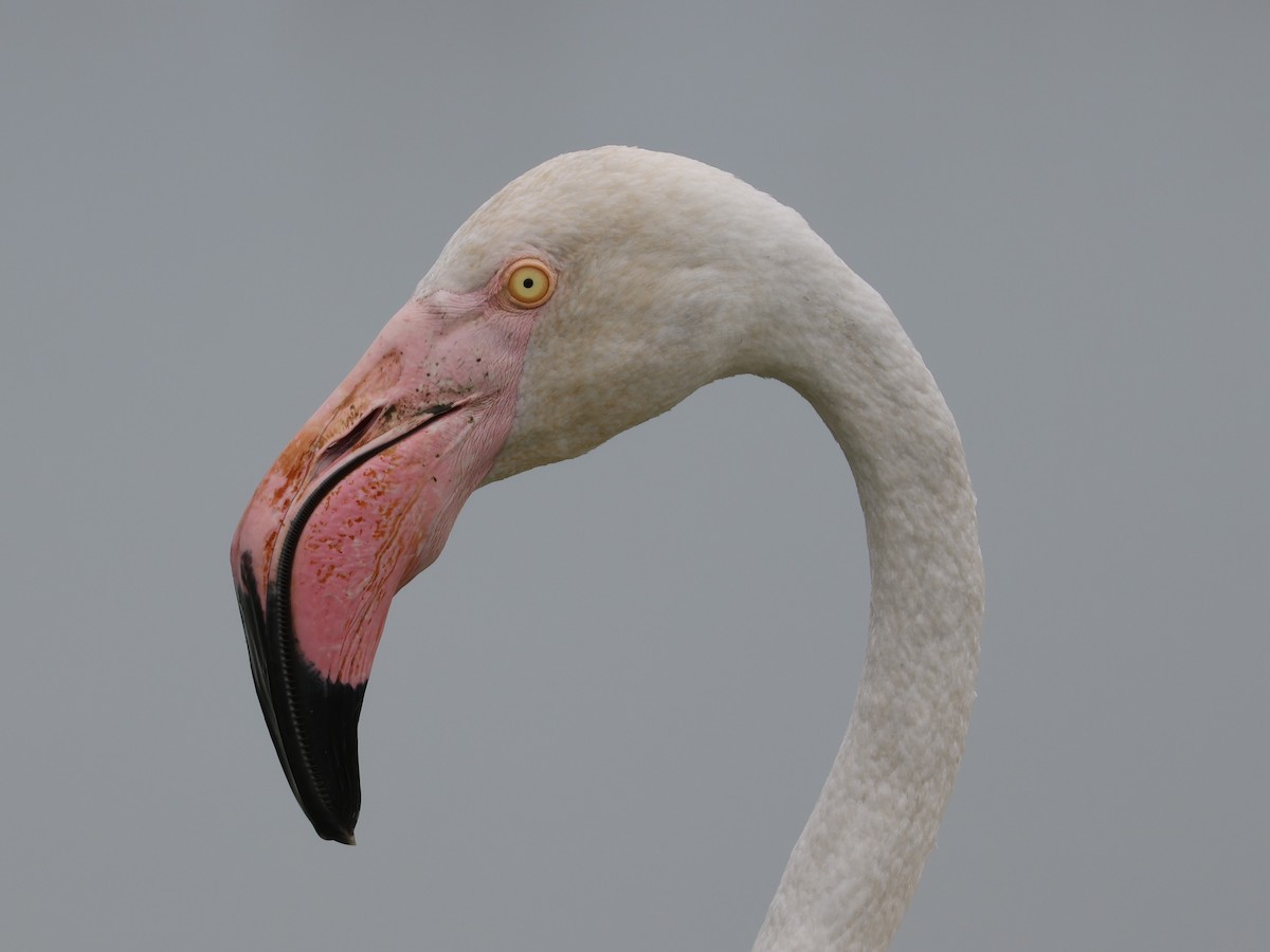 Greater Flamingo - ML642105836
