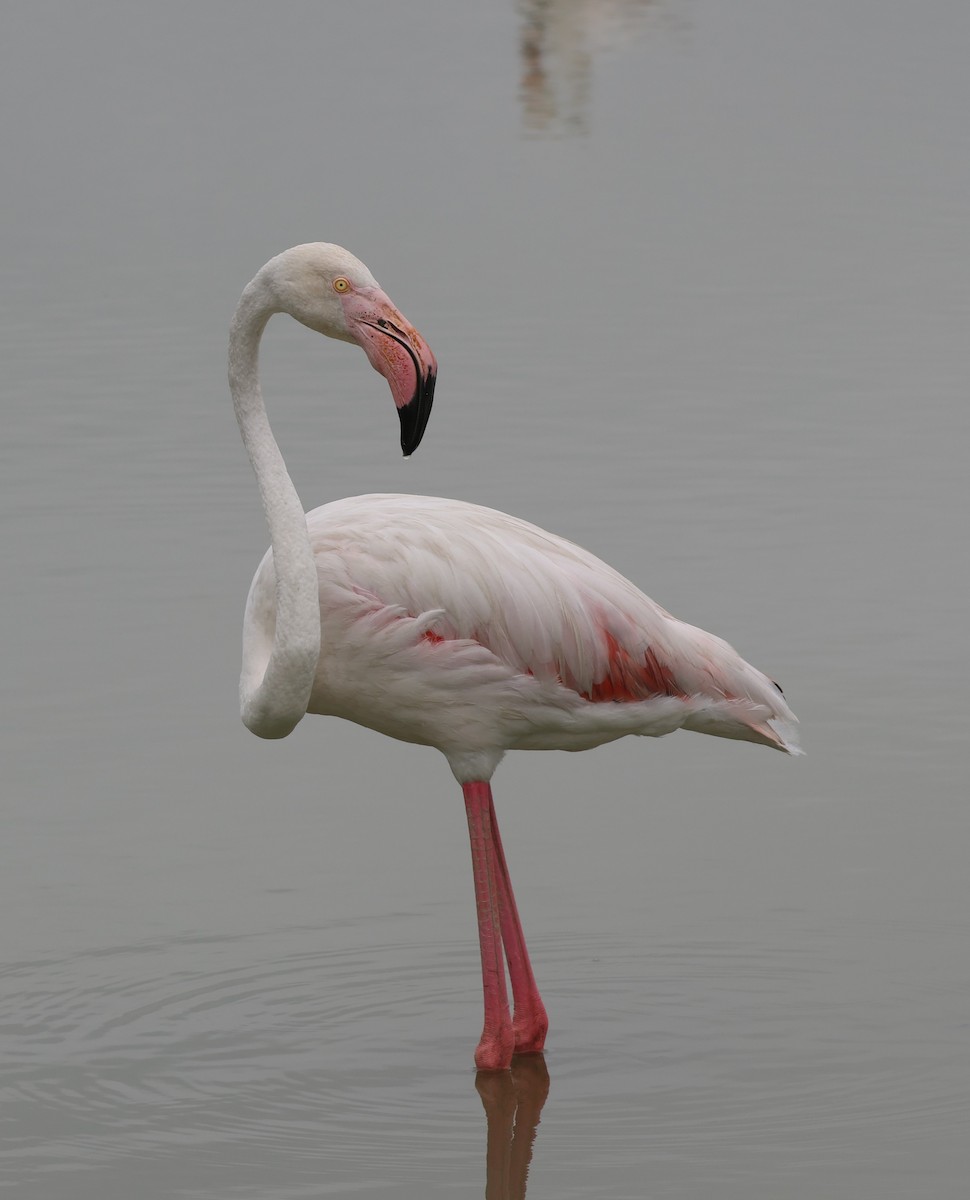 Greater Flamingo - ML642105837