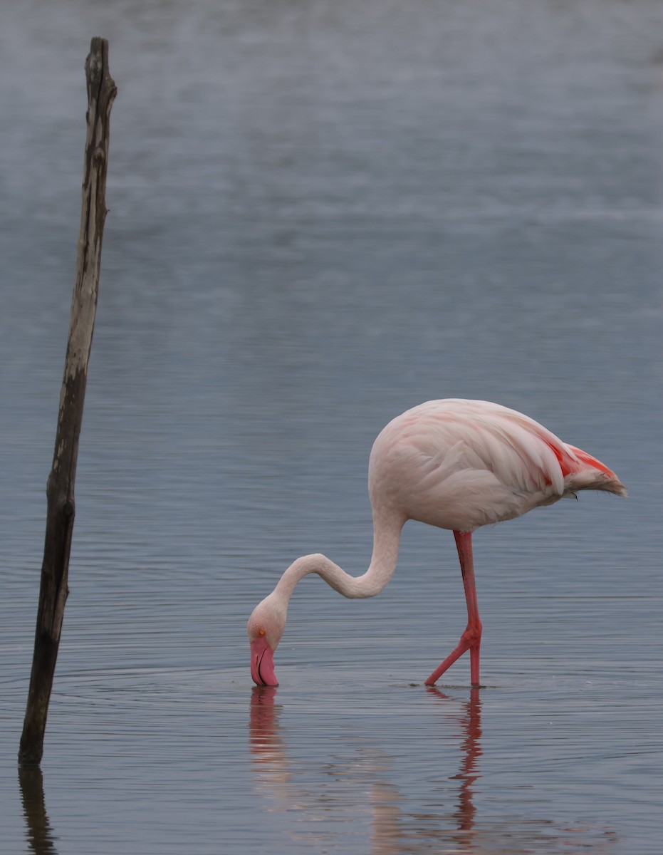 Greater Flamingo - ML642105838