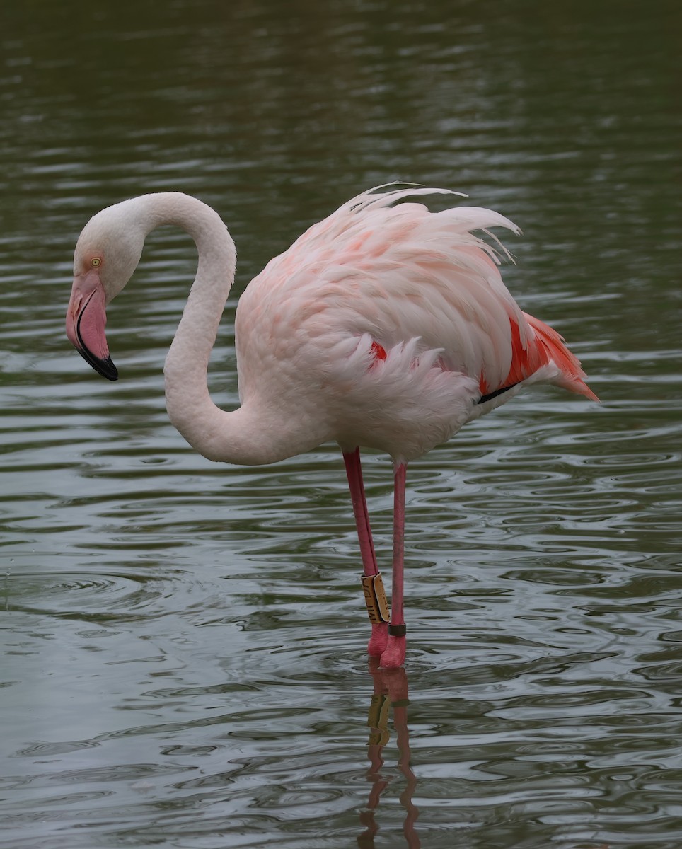 Greater Flamingo - ML642105839
