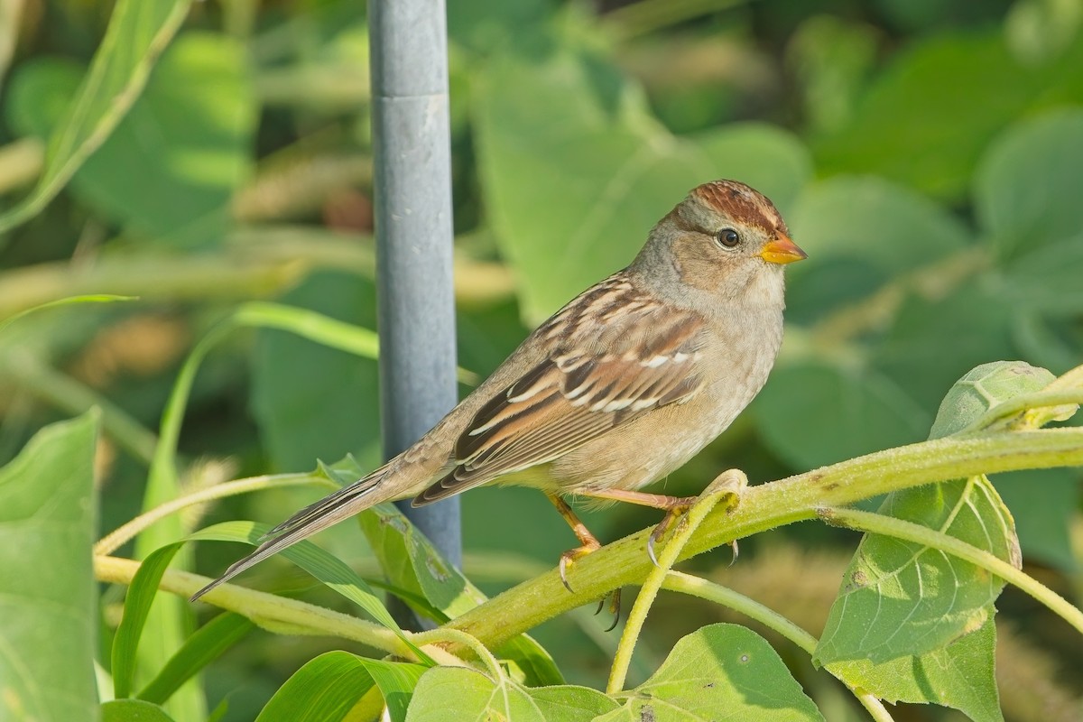 White-crowned Sparrow - ML642105842