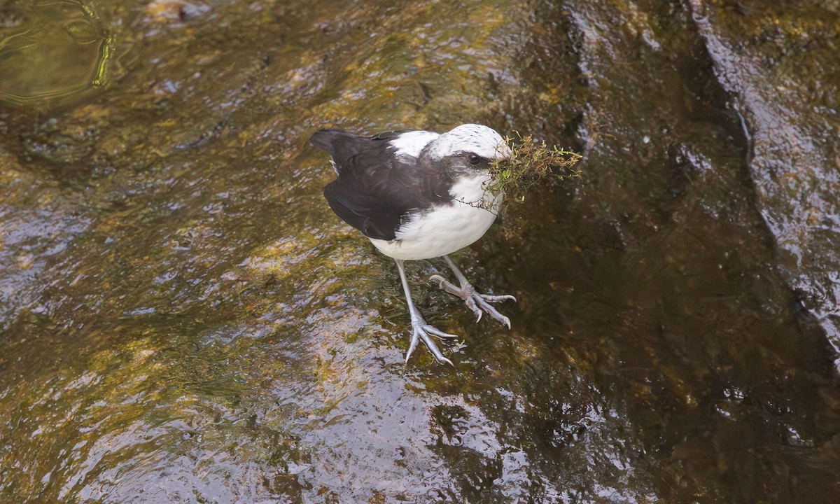 White-capped Dipper - ML642105847