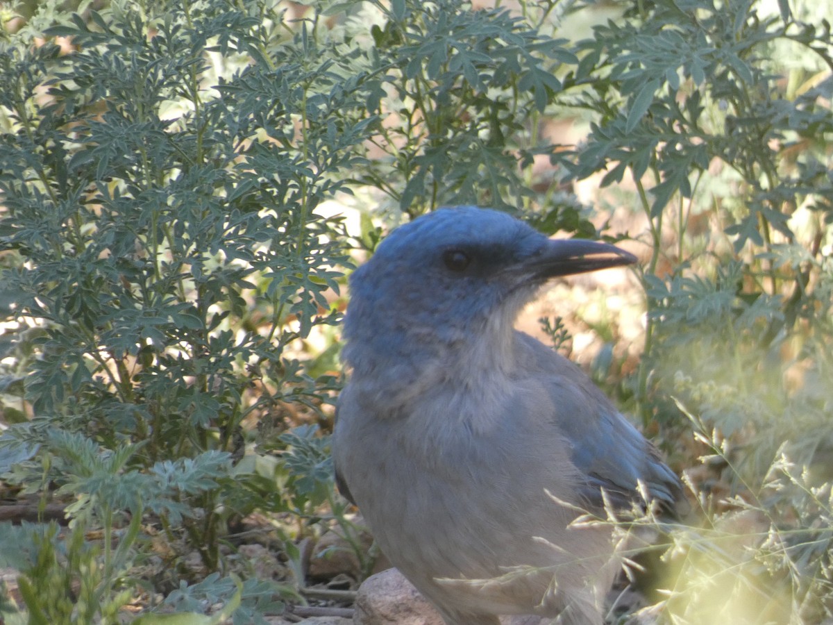 Mexican Jay - ML642105850