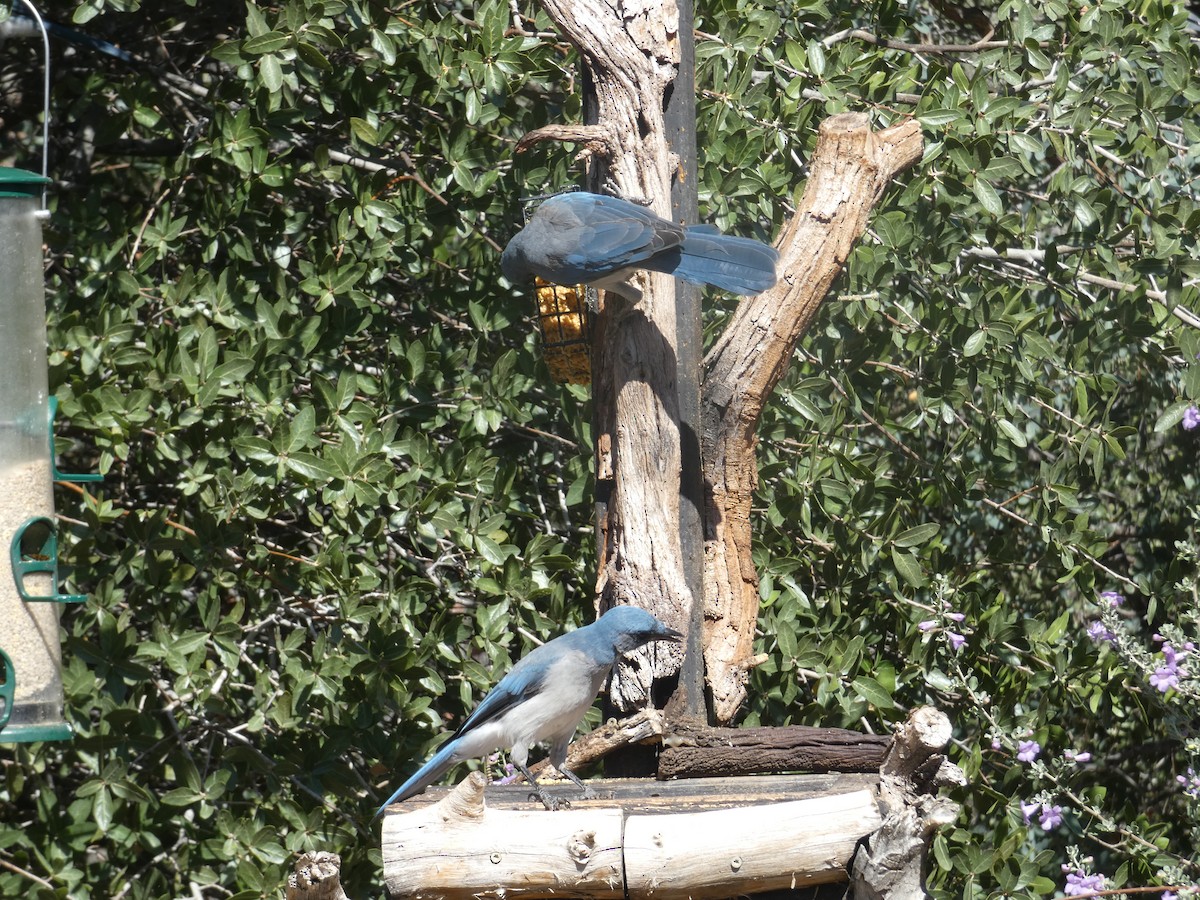 Mexican Jay - ML642105851