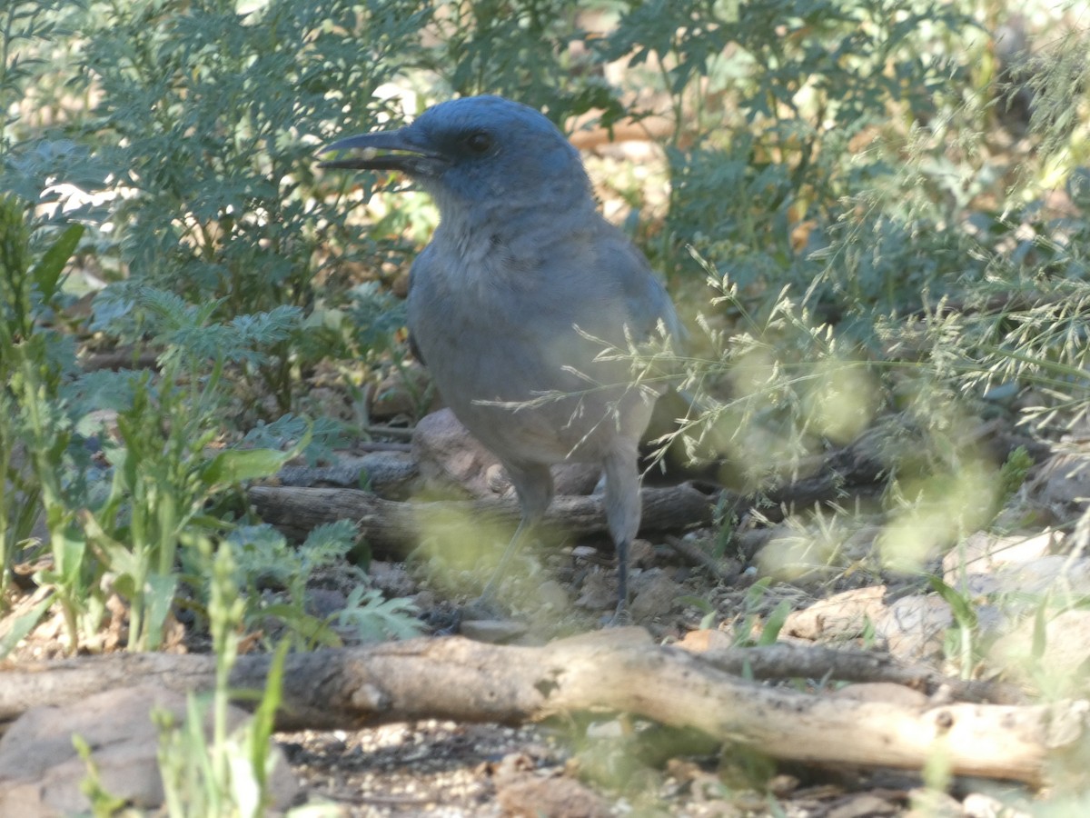 Mexican Jay - ML642105852