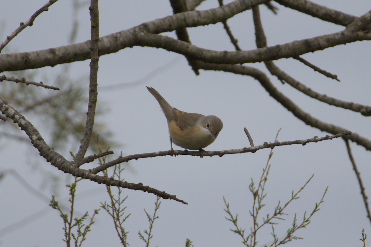 Western Subalpine Warbler - ML642105854