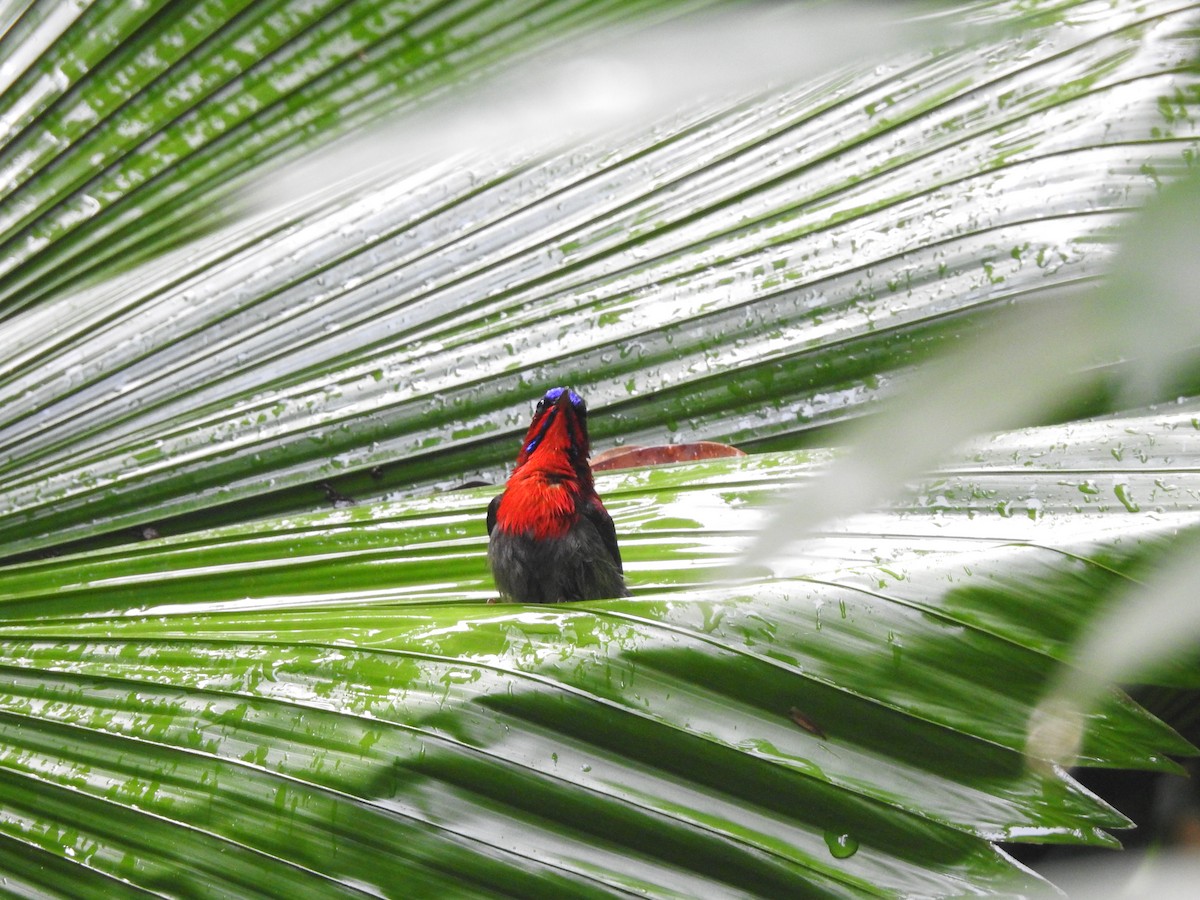 Crimson Sunbird - ML642105855