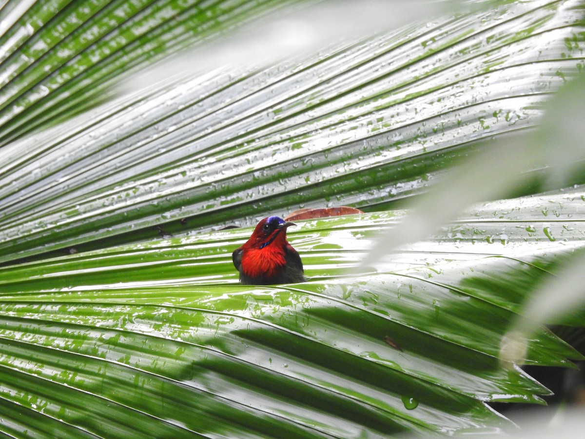 Crimson Sunbird - ML642105870