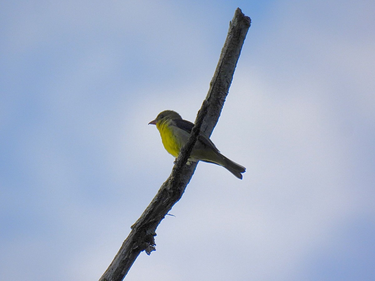 Scarlet Tanager - ML642105880