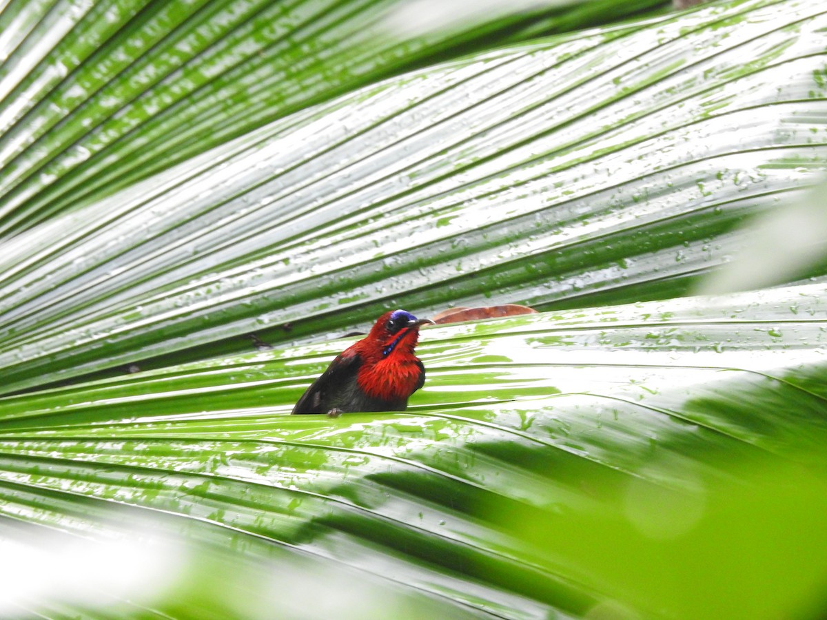 Crimson Sunbird - ML642105881