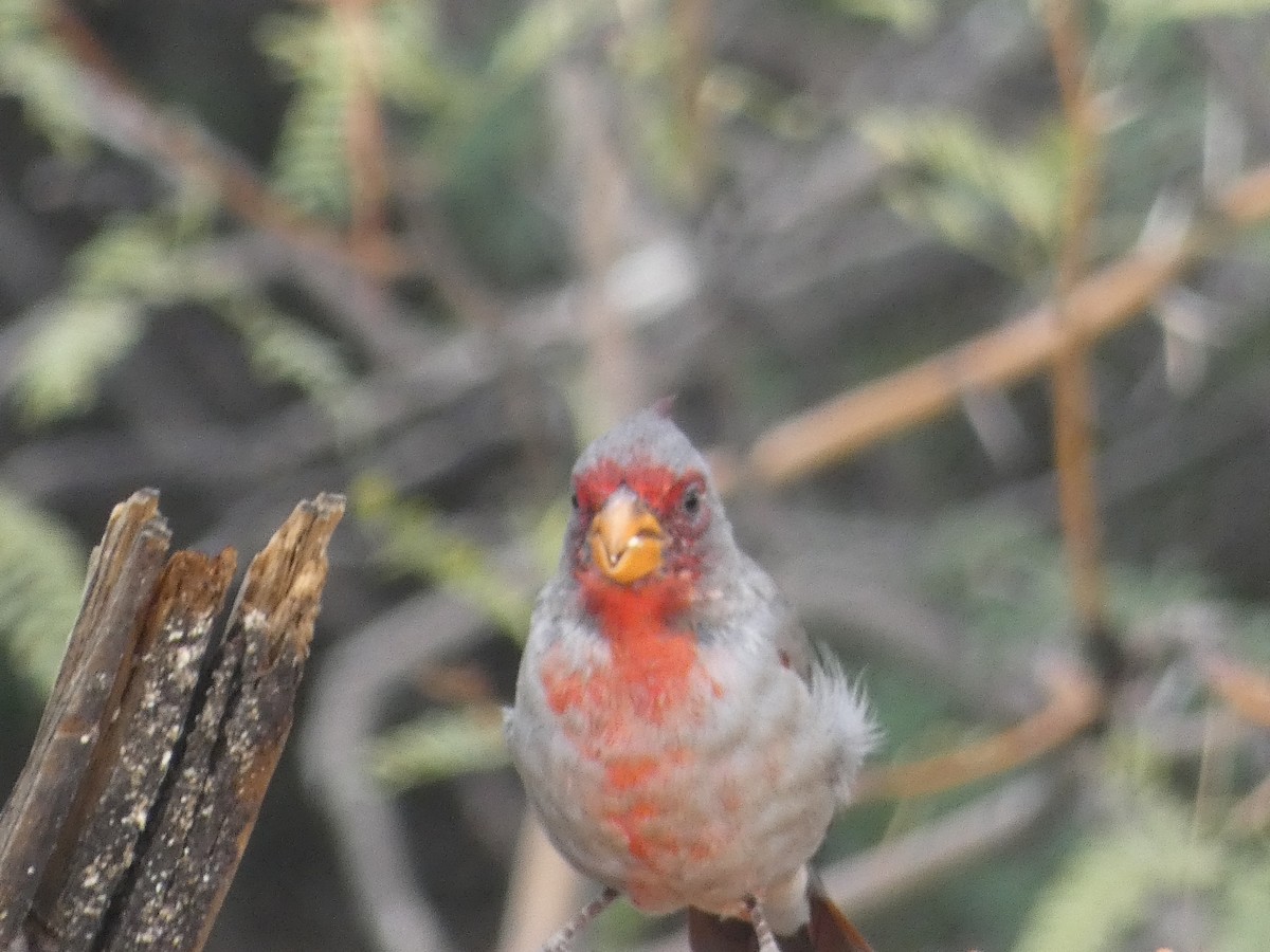 Pyrrhuloxia - ML642105908