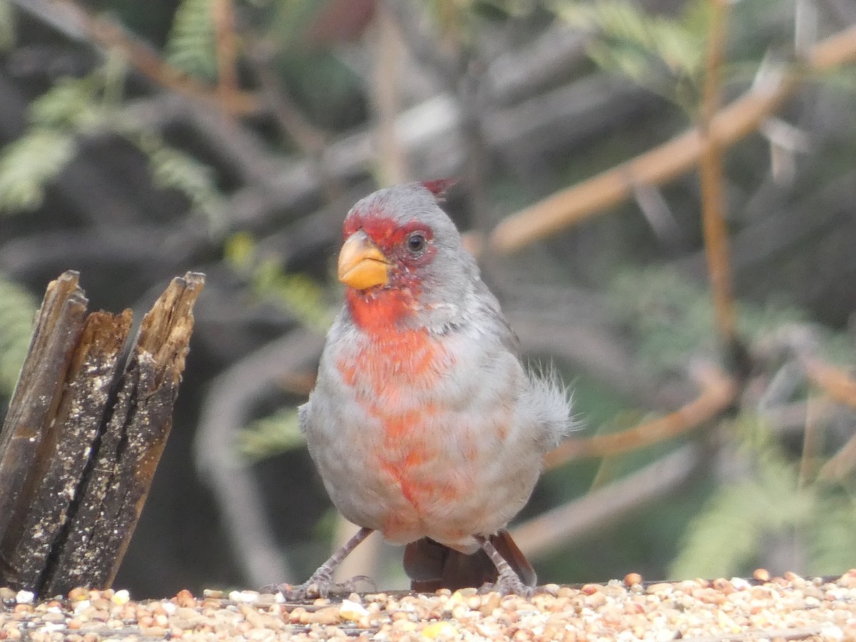 Pyrrhuloxia - ML642105909