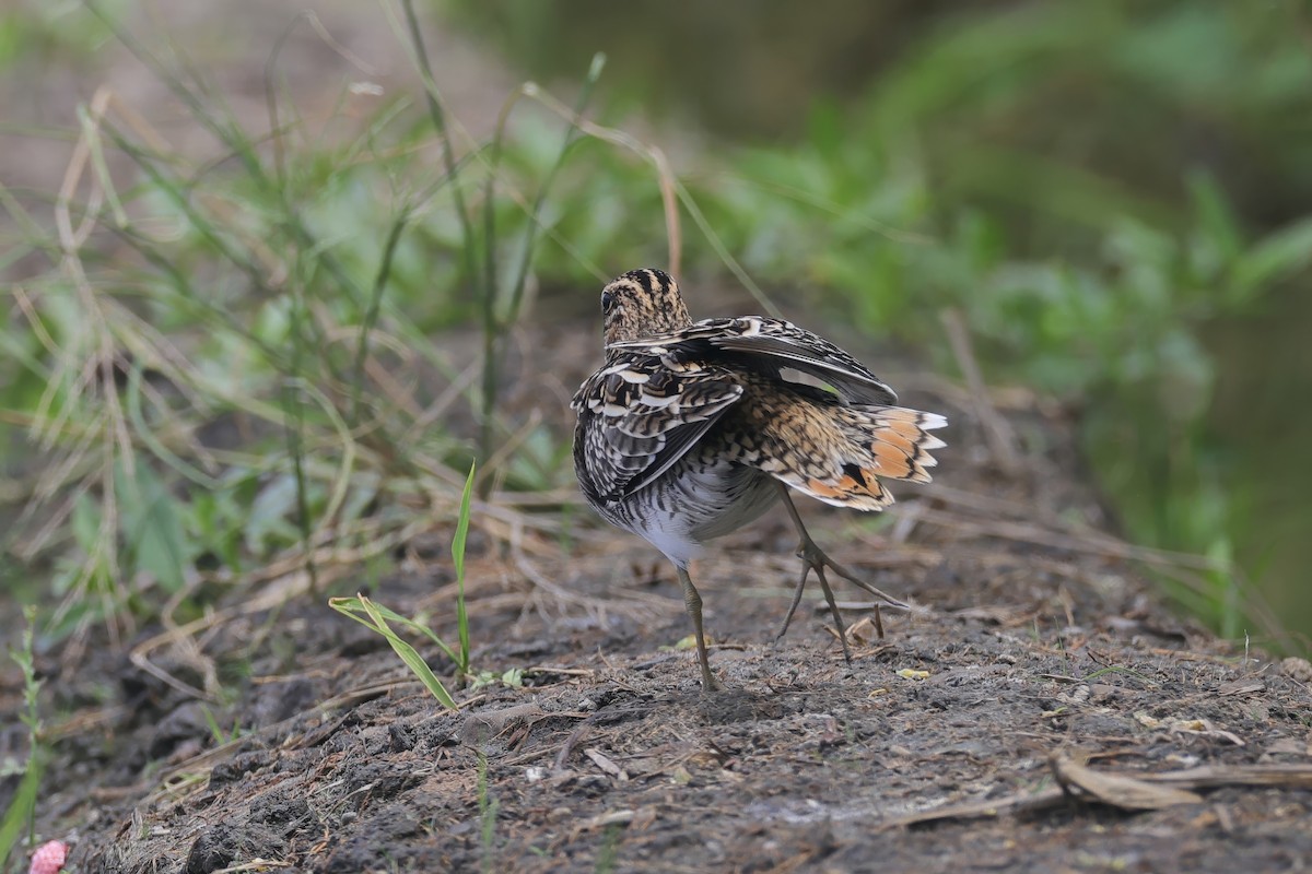 Common Snipe - ML642105930