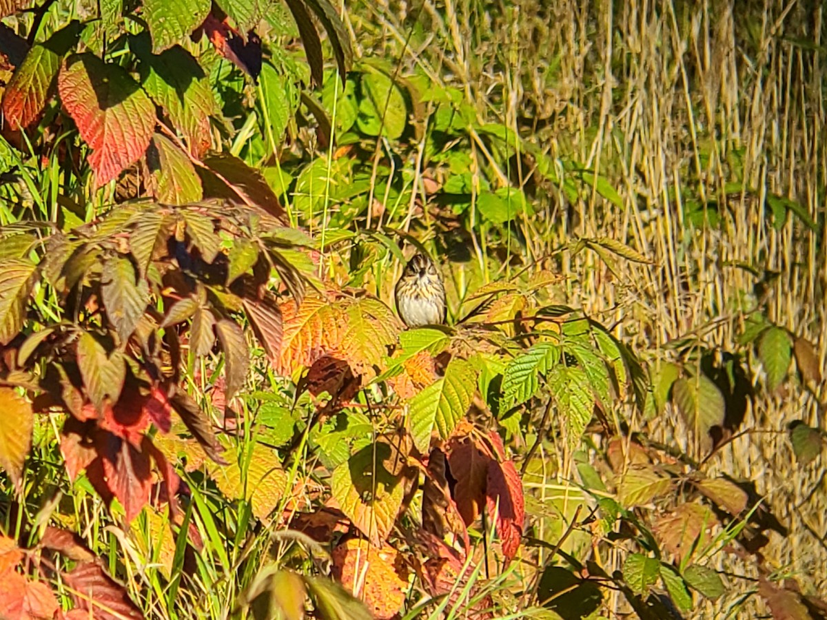 Lincoln's Sparrow - ML642105940