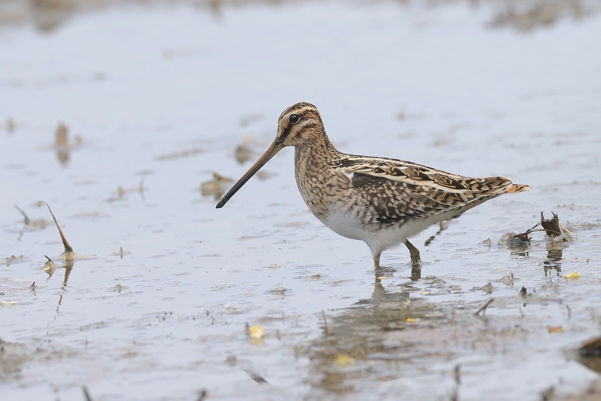 Common Snipe - ML642105941