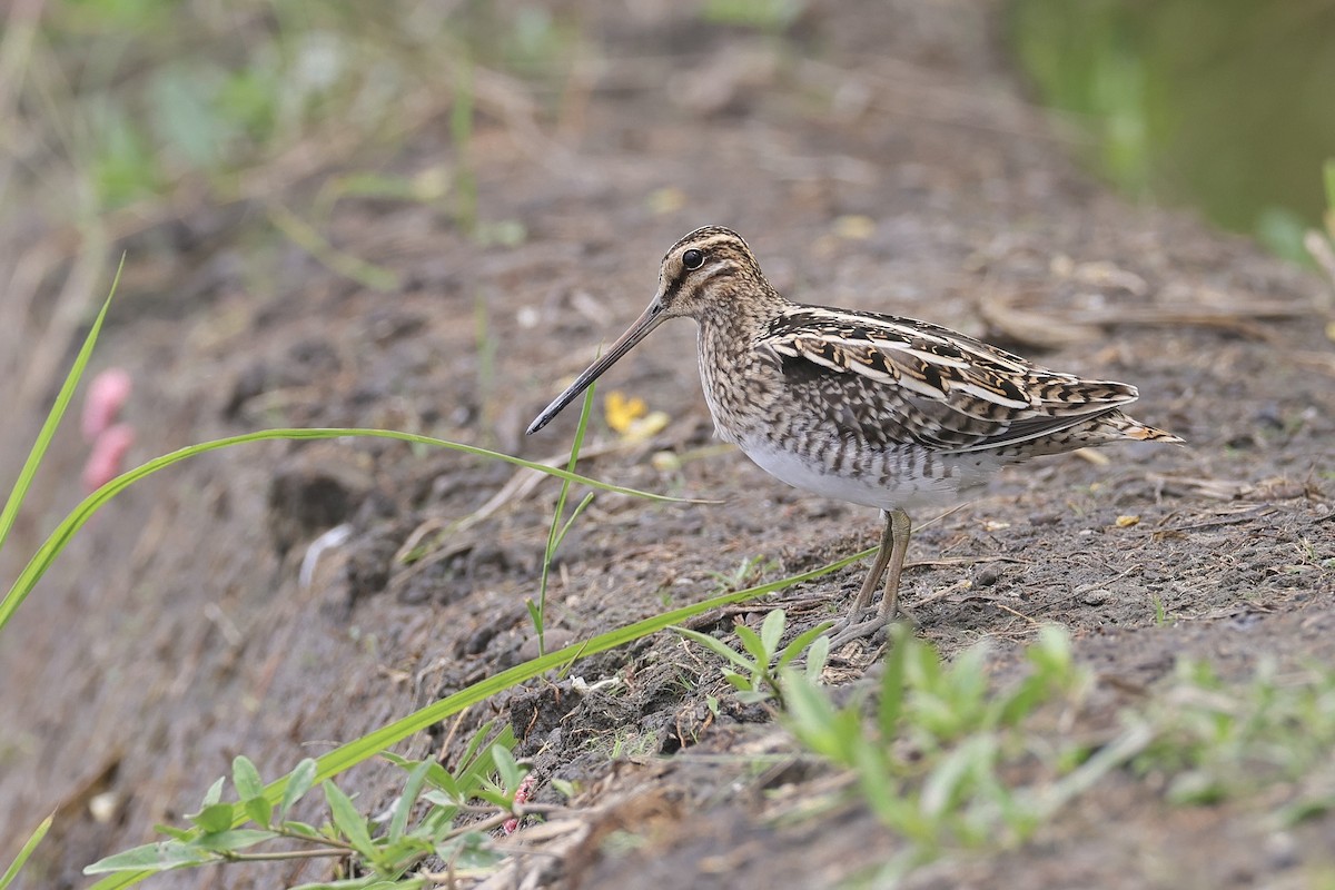 Common Snipe - ML642105943