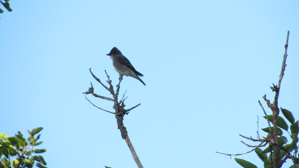 Olive-sided Flycatcher - ML642105945