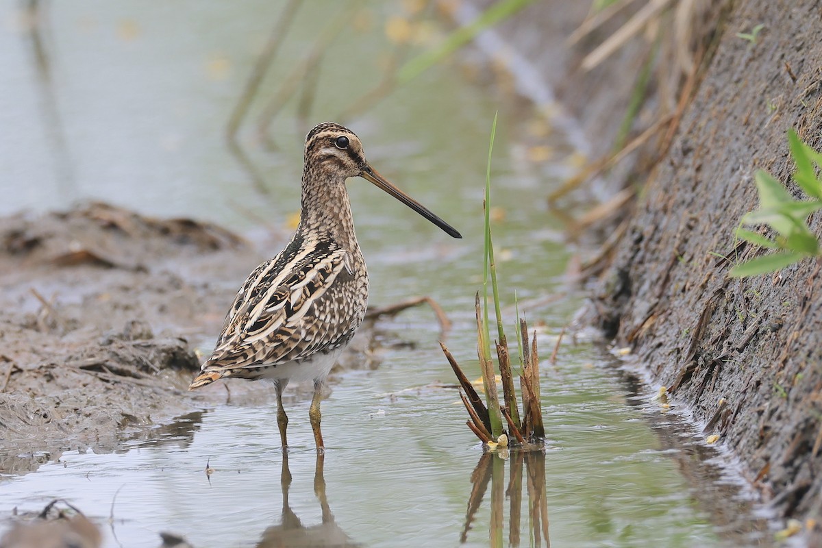 Common Snipe - ML642105947