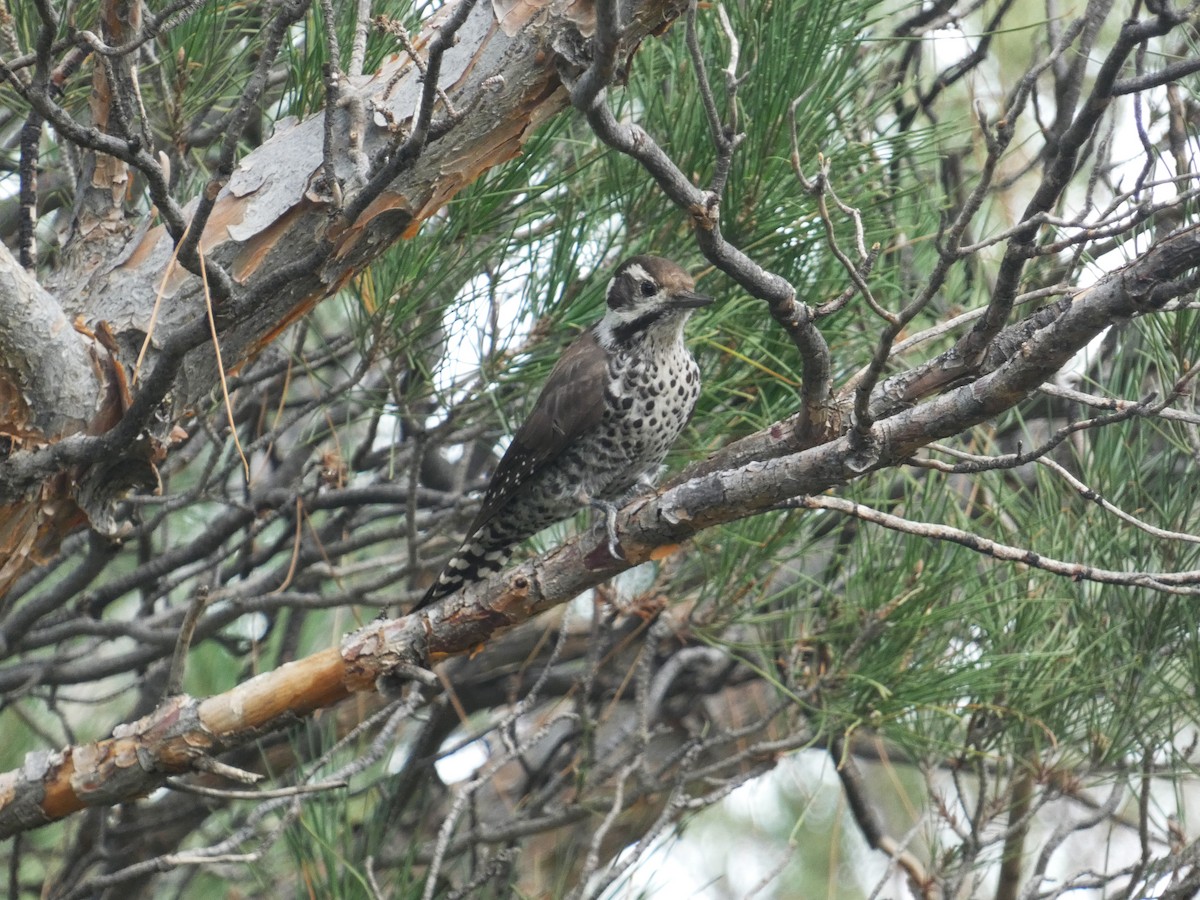 Arizona Woodpecker - ML642105955