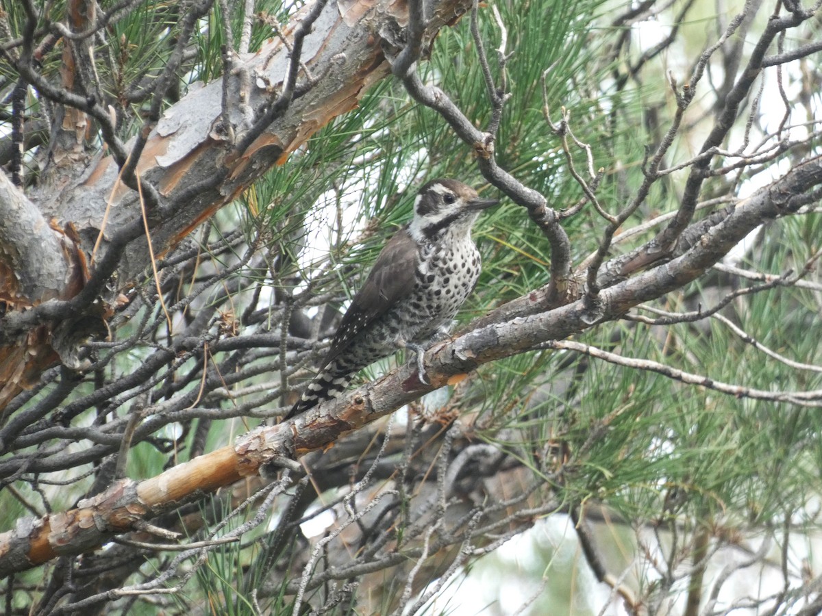 Arizona Woodpecker - ML642105956