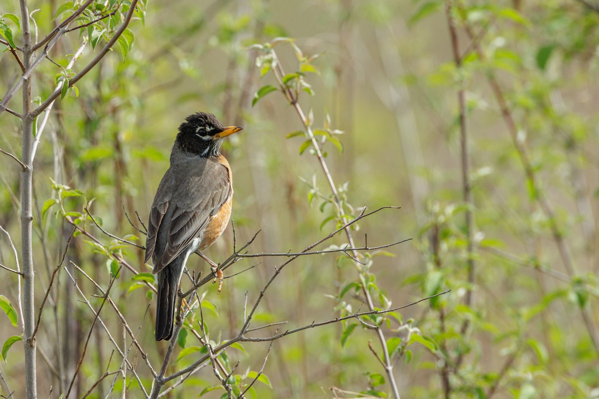 American Robin - ML642105959