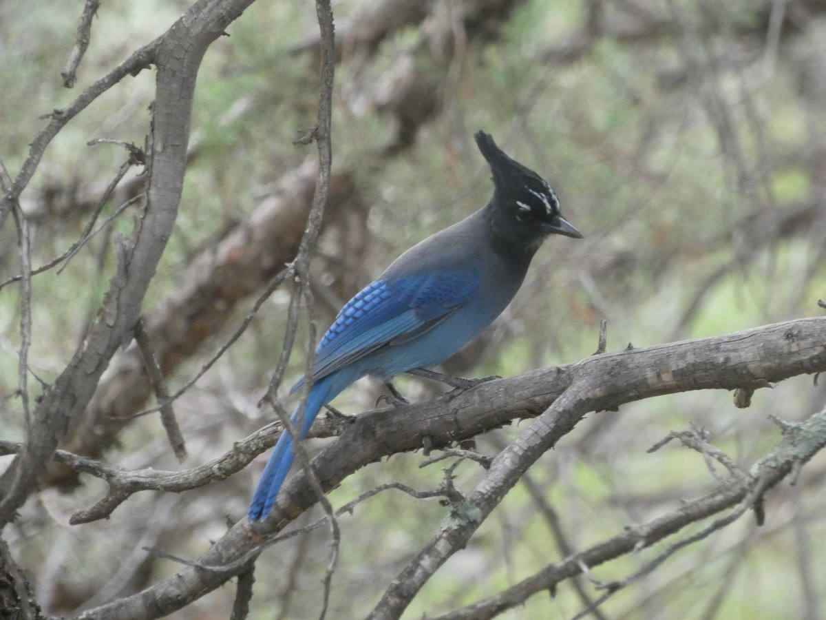 Steller's Jay (Southwest Interior) - ML642105966