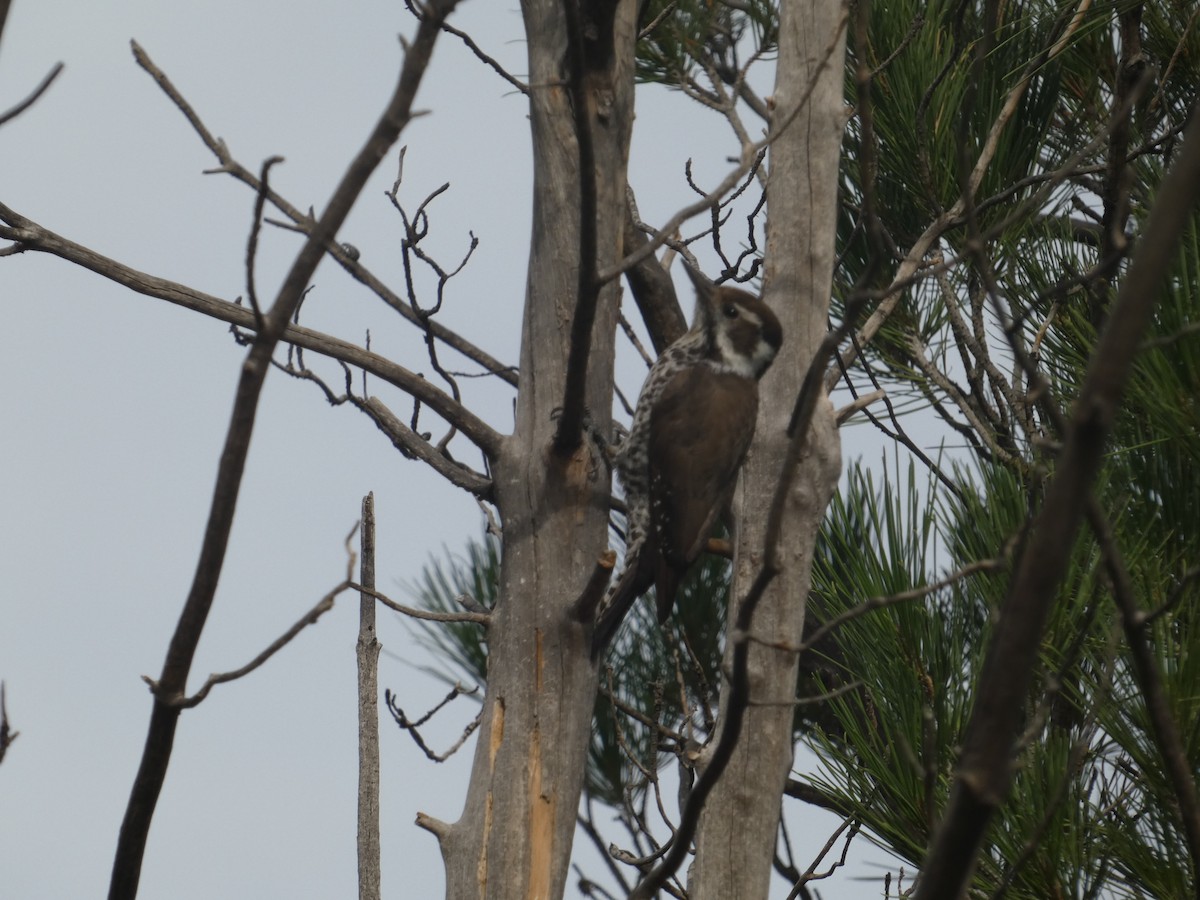 Arizona Woodpecker - ML642105970
