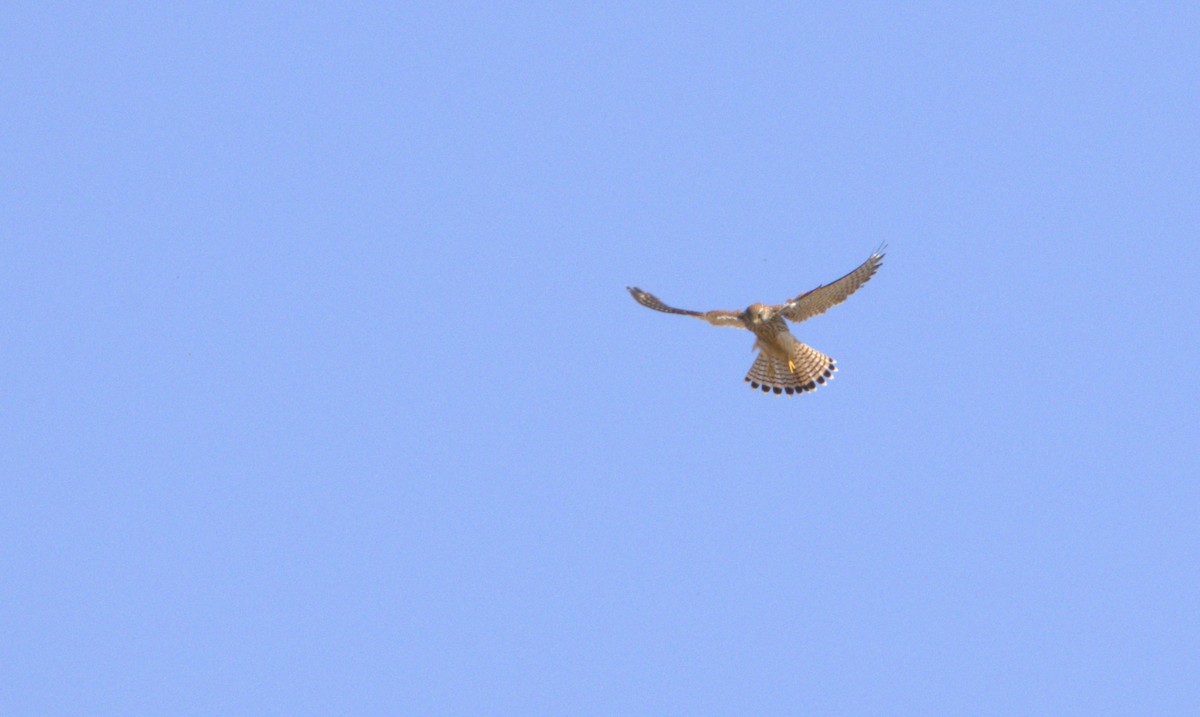 Turmfalke - ML642106007