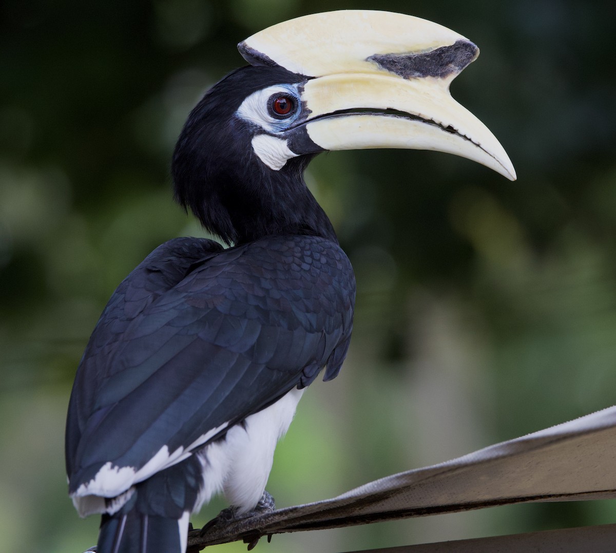 Oriental Pied-Hornbill - ML642106021