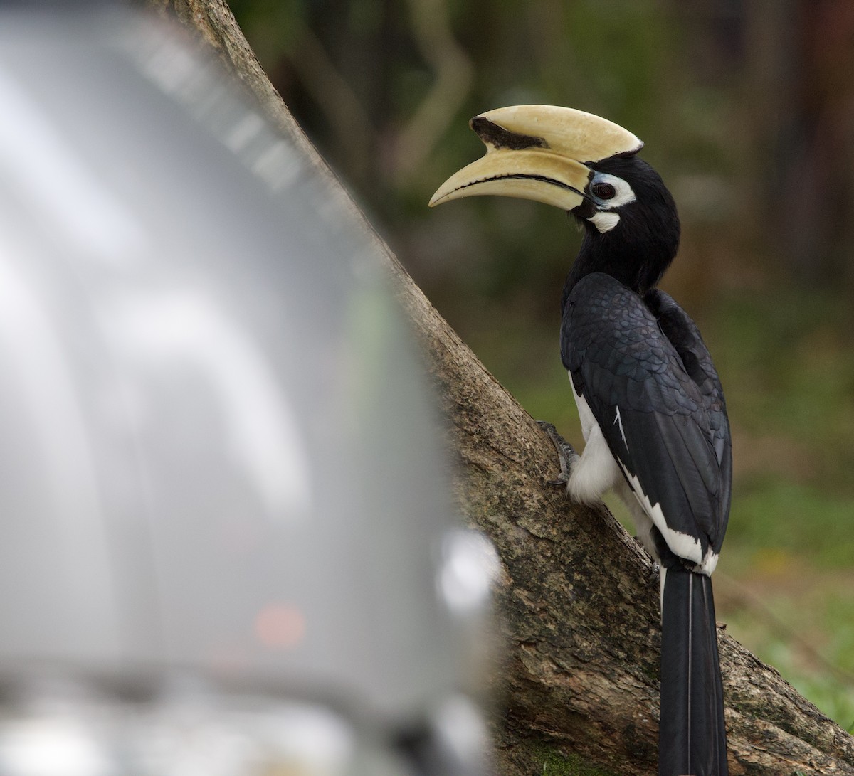 Oriental Pied-Hornbill - ML642106022