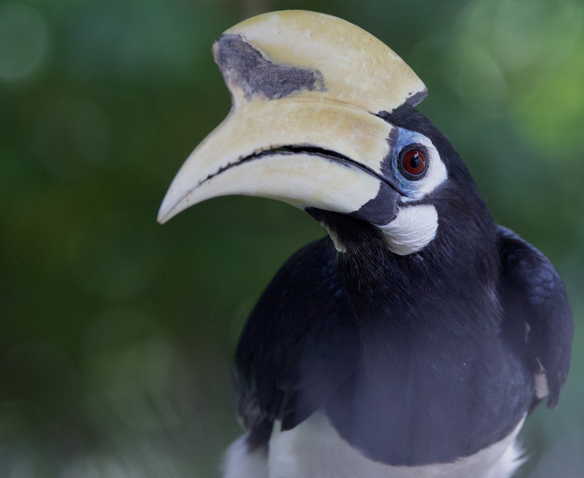 Oriental Pied-Hornbill - ML642106023